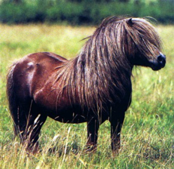 Pony Shetland