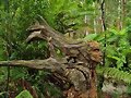 bosque tallado 2