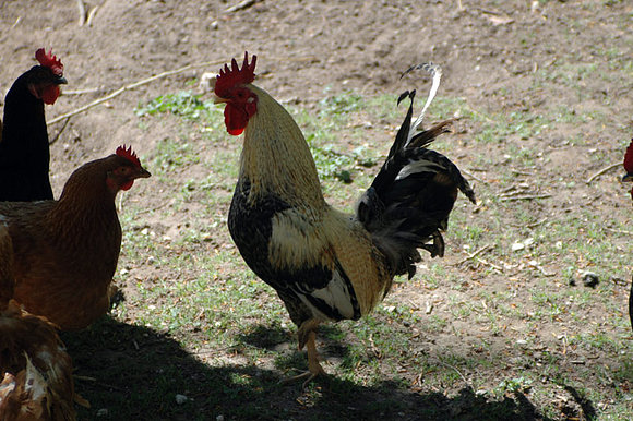 gallinas