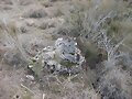 piedra
