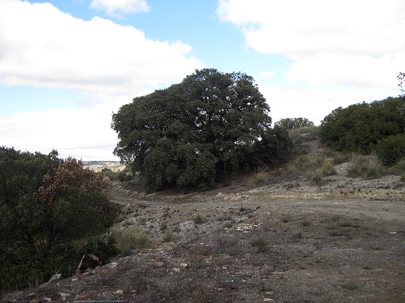 cabezagorda