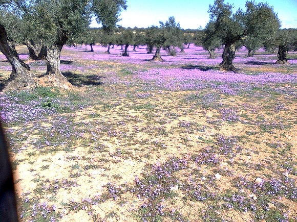 carabaña