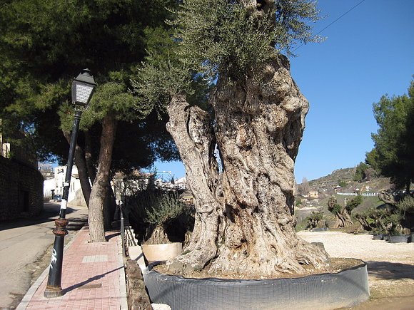olivos centenarios carabaña