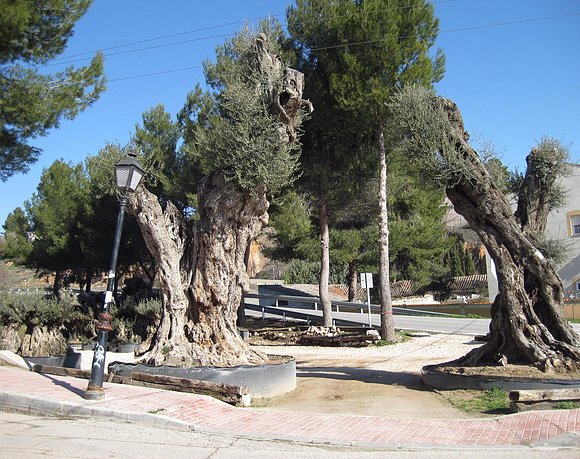 carabaña olivos