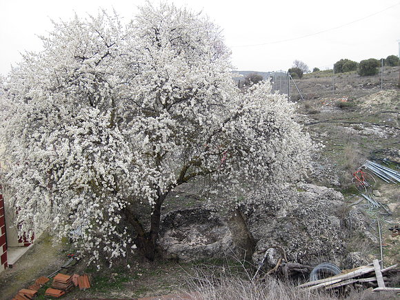 almendro