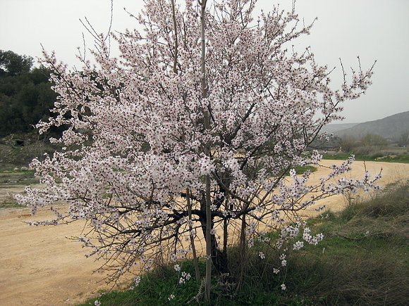 almendro en flor