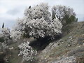 almendro en flor