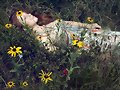Flores