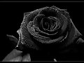the black roses