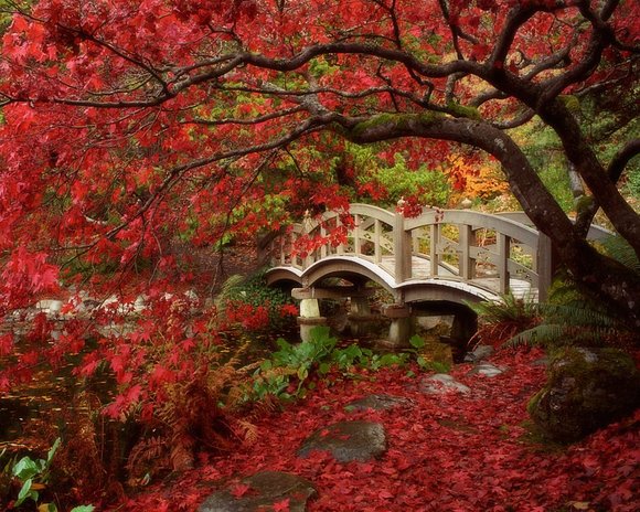 Maravilloso Japon.