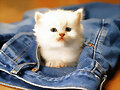 Gatito de bolsillo
