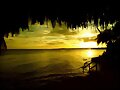 Atardecer entre ramas.