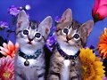 Gatos de Primavera