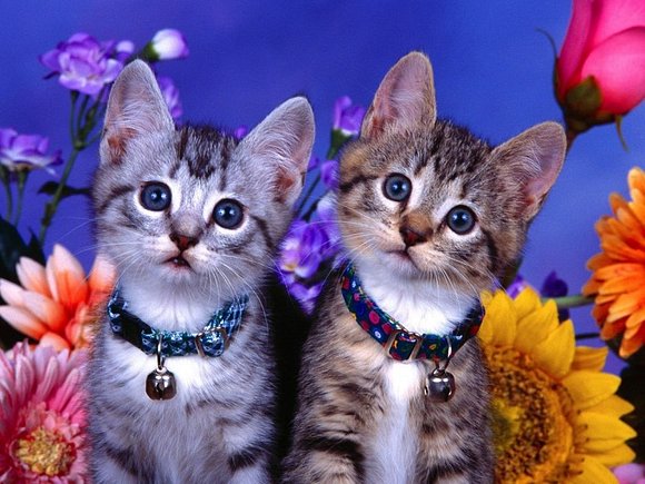 Gatos de Primavera