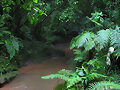 Una selva, preciosa.
