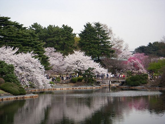 Japon en flor.