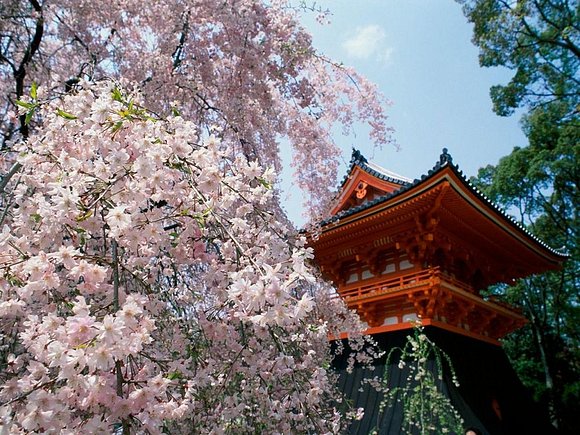 Cerezos en Japon.