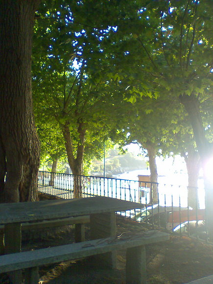 Bajo los arboles