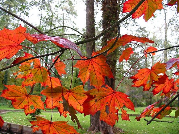 hojas de otoño.