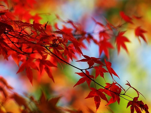 El rojo del otoño.