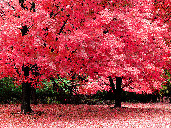 Espectaculares arboles de otoño.
