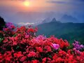 Las flores duermen