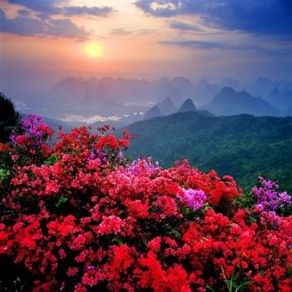 Las flores duermen