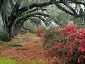 Arboles de invierno, sobre flores de primavera.