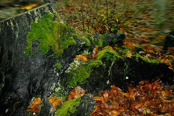 El musgo del otoño.