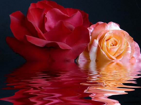 Rosas y agua.