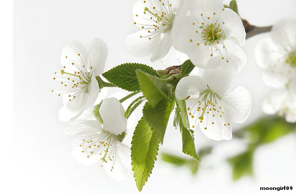 Primavera.