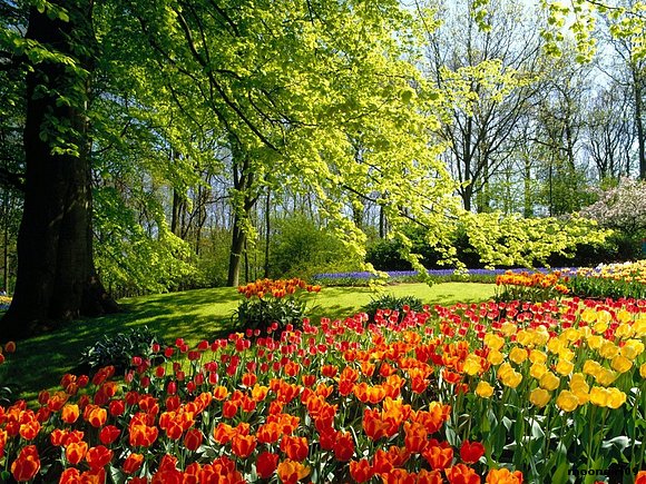 Un precioso jardín de tulipanes.