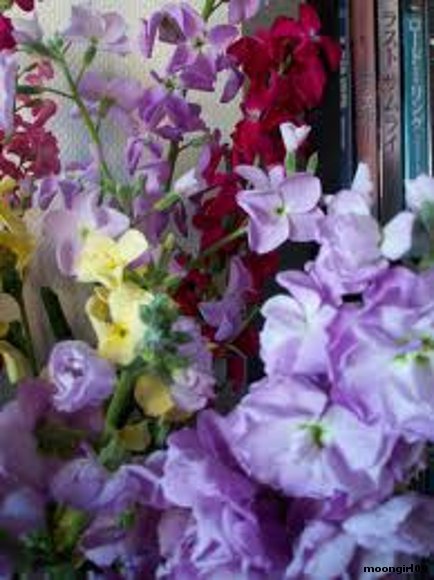 Primavera.