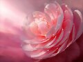 Una rosa para los amig@s de mi@.