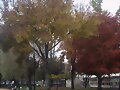 Los colores del Oto&ntilde;o pontevedres...