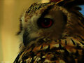 Mirada seria...