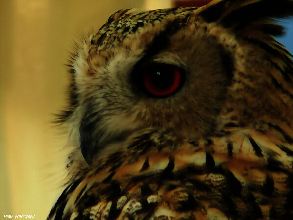 Mirada seria...