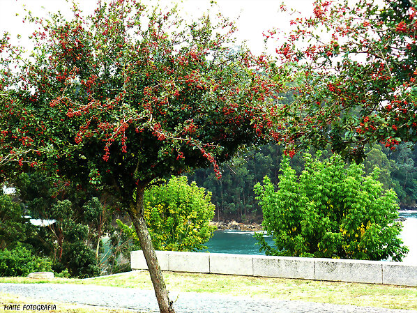 Los colores del Otoño,en Marin,Pontevedra