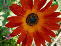 Corazon Azul