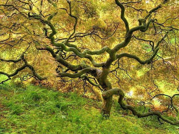 Arbol dificil.