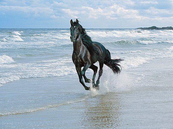Precioso caballo negro.
