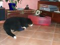 Fastidiando a Luis