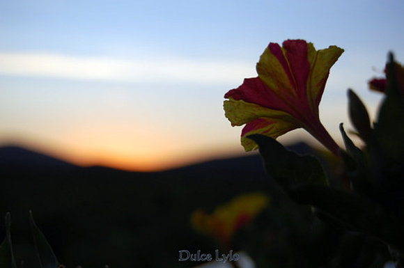 Amanecerá sin ti...