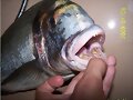 DORADA