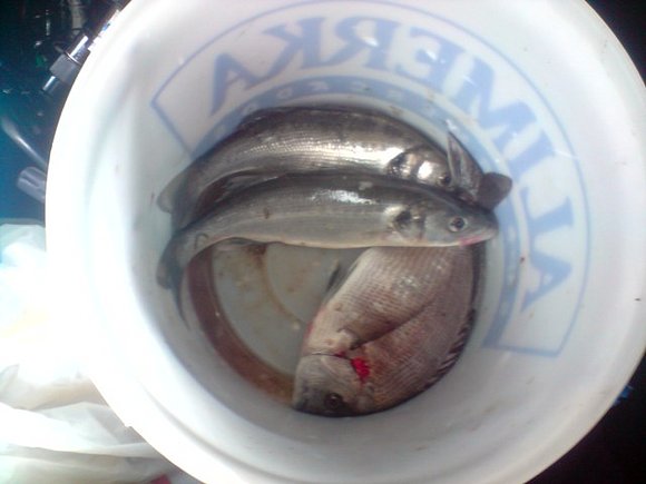 resultado de pesca en la ria