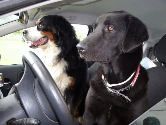 Alguien ha pedido un taxi??jijiji