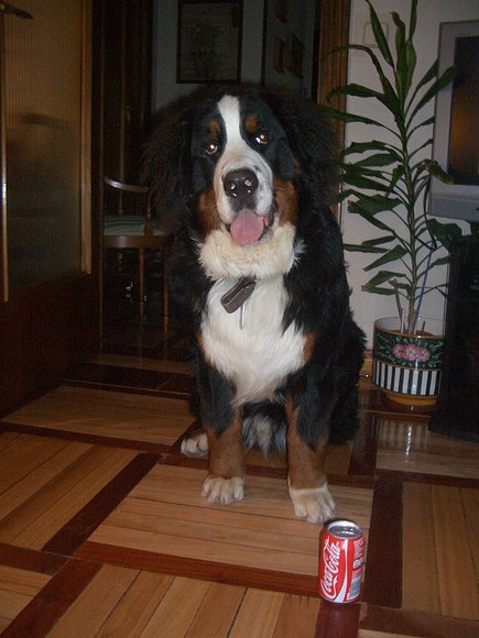Baloo comparado con una Coke 1