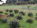 ESTERLICIAS