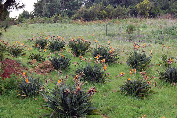 ESTERLICIAS