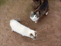 los gatos de fran conesa